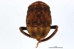 Image of Penthimia americana Fitch 1851