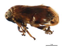 صورة Clastoptera obtusa (Say 1825)