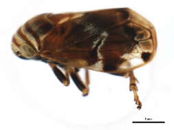 صورة Clastoptera obtusa (Say 1825)