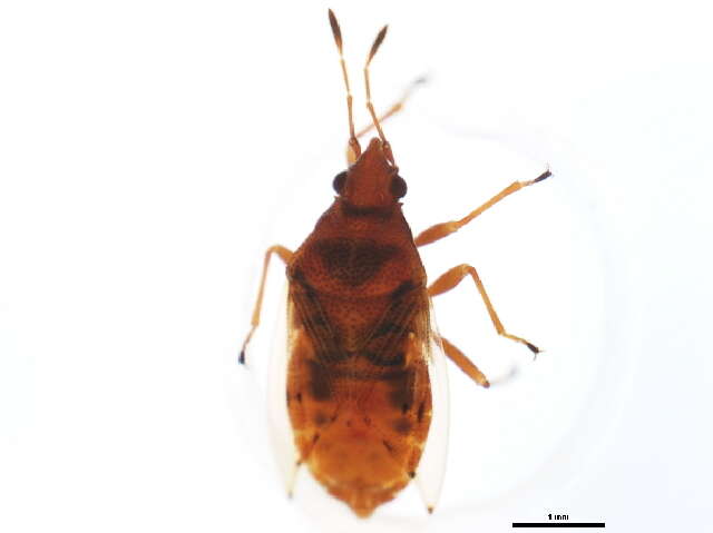 Image of Birch Catkin Bug