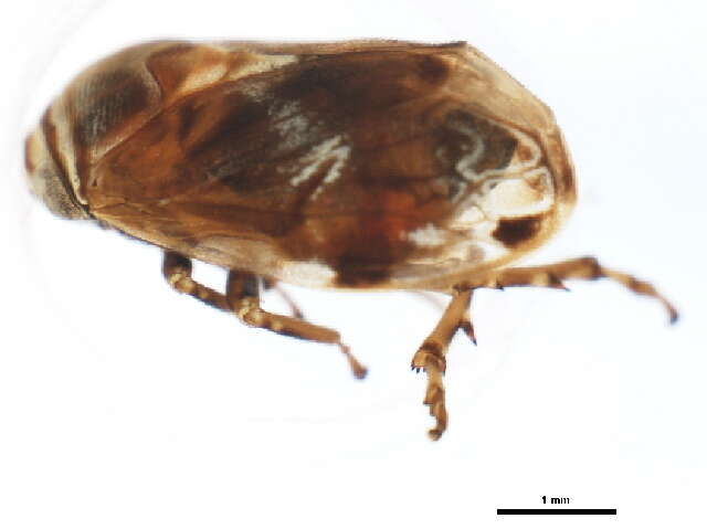 صورة Clastoptera obtusa (Say 1825)