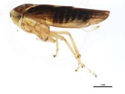 Image of Idiocerus venosus Hamilton 1980