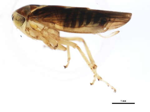 Image of Idiocerus venosus Hamilton 1980