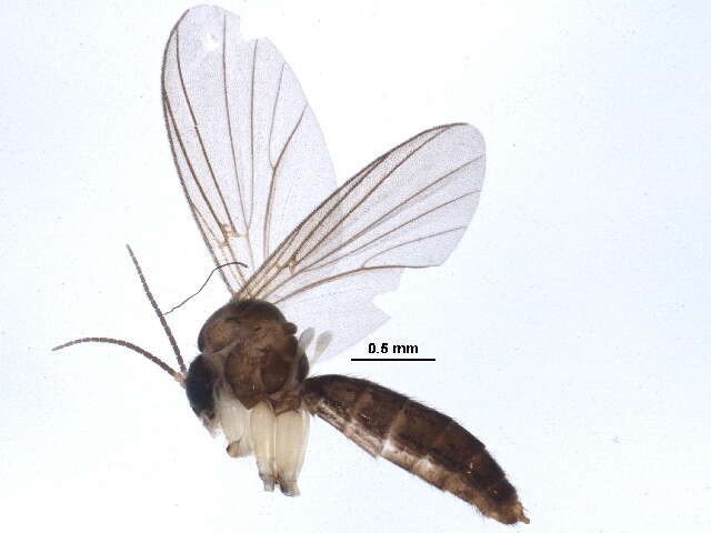 Image of Sciophila