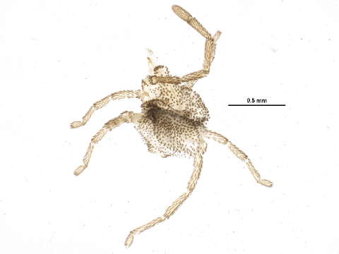 Image of Smarididae