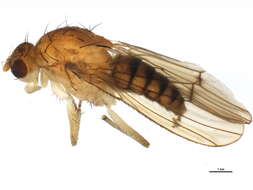 Image of Suillia longipennis (Loew 1862)