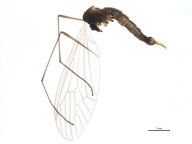 Image of winter crane flies