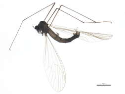 Image of winter crane flies