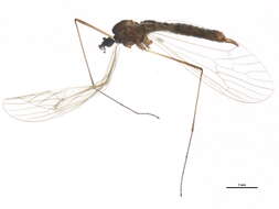 Image of winter crane flies