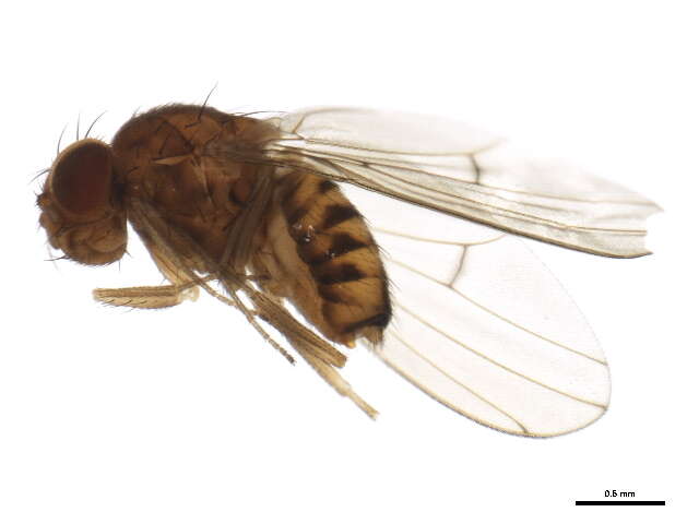 Image of Drosophila putrida Sturtevant 1916