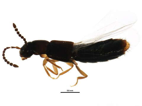 Imagem de Atheta (Philhygra) pseudoterminalis (Klimaszewski & Langor 2011)