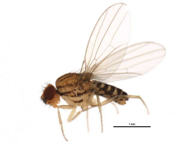 Imagem de Drosophila busckii Coquillett 1901