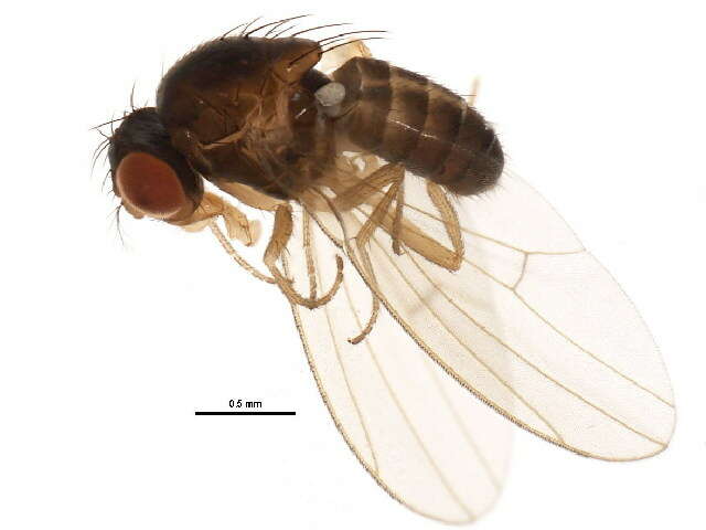 Imagem de Drosophila neotestacea Grimaldi, James & Jaenike 1992