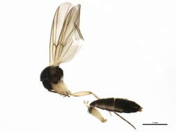 Image of Zygomyia