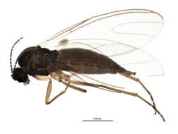 Plancia ëd Scatopsciara atomaria (Zetterstedt 1851)