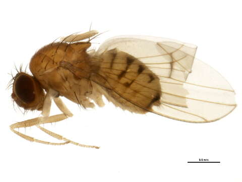 Imagem de Drosophila putrida Sturtevant 1916