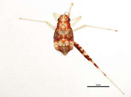 Image of Phytocoris puella Reuter 1876