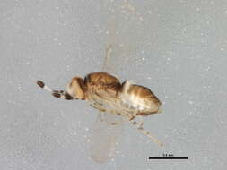 Image of Metaphycus groenlandicus Buhl 1997