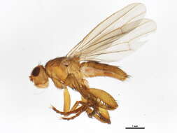 Image of heleomyzid flies