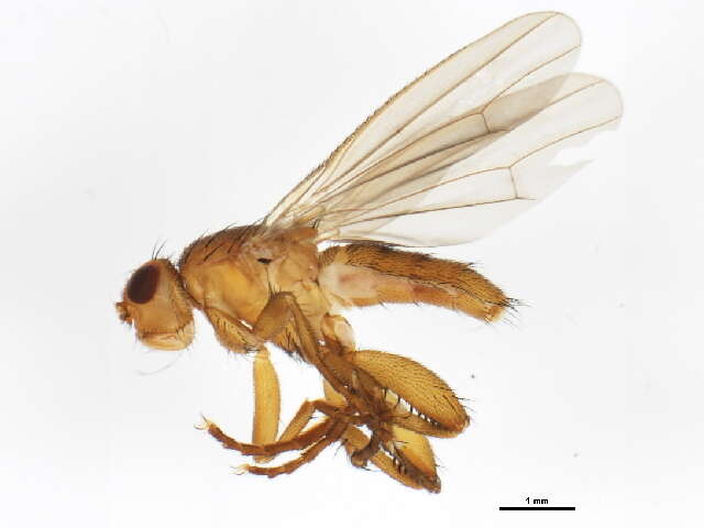 Image of heleomyzid flies