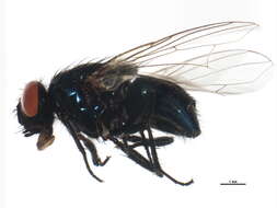 صورة Dasyphora