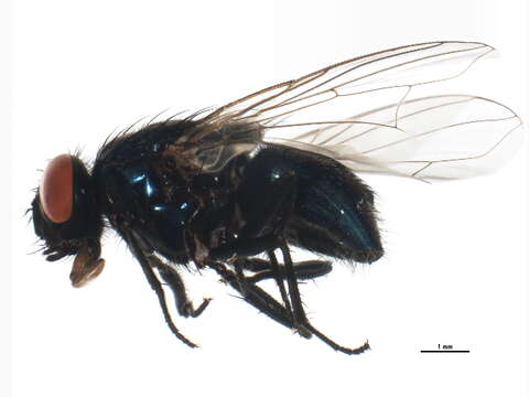 Image of Dasyphora