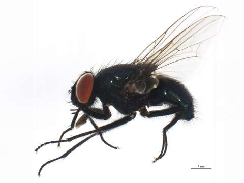 Image of Dasyphora