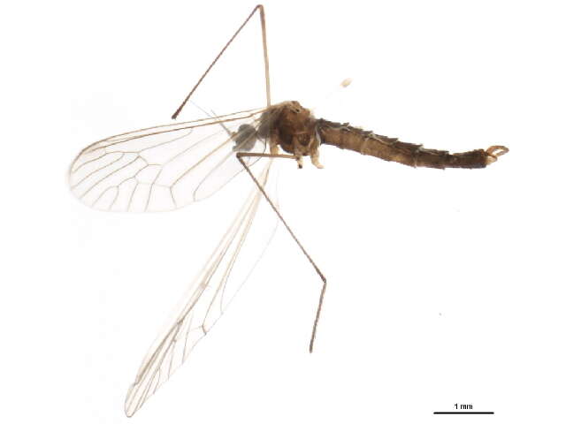 Image of winter crane flies