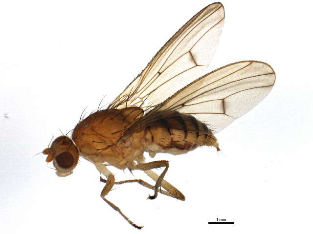 Image of Suillia longipennis (Loew 1862)