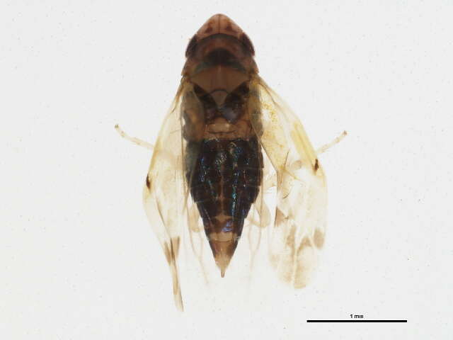 Image of Erythroneura ontari Robinson 1924