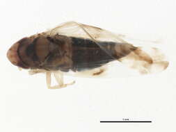 Image of Erythroneura ontari Robinson 1924