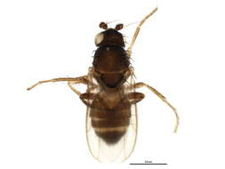 Image of Small dung fly