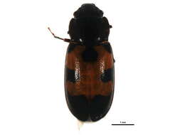 Image of Glischrochilus moratus Brown 1932