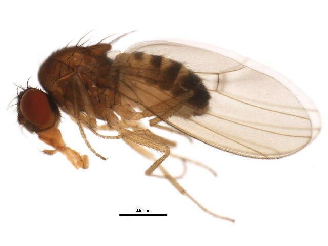 Imagem de Drosophila neotestacea Grimaldi, James & Jaenike 1992