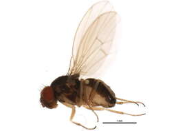 Imagem de Drosophila neotestacea Grimaldi, James & Jaenike 1992