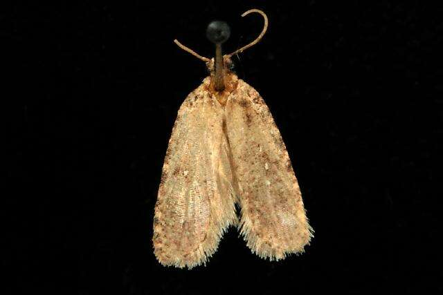 Image of Agonopterix canadensis Busck 1902