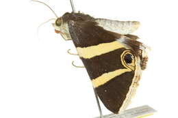 Grammodes ocellata Tepper 1890的圖片