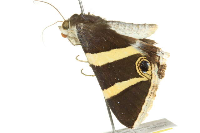 Grammodes ocellata Tepper 1890的圖片