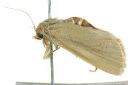 Image of Bathytricha truncata
