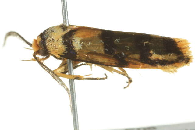 Image of <i>Cryptophasa tetrazona</i>