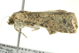 Image of beet armyworm