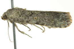 Image of beet armyworm