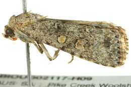 Image of beet armyworm