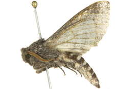 Image of Hopliocnema brachycera (Lower 1897)