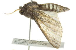 Image of Desert Hawk Moth