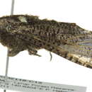 Image of <i>Endoxyla amphiplecta</i>