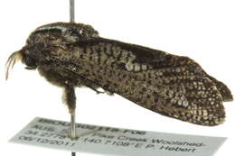 Image of <i>Endoxyla amphiplecta</i>