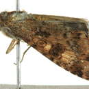 Image of <i>Heliothis punctifera</i>