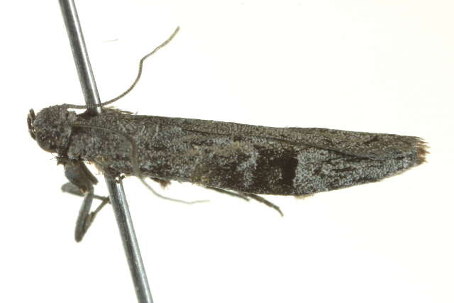 <i>Copamyntis leptocosma</i> resmi