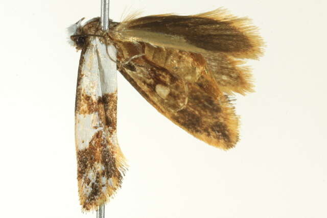 صورة Monopis meliorella (Walker 1863)